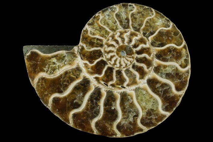 Cut & Polished Ammonite Fossil (Half) - Agate Replaced #146225